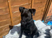 Daschund x patterdale terrier