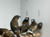 Bengalse finches