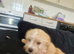Puppies