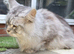 Maincoon
