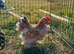 Frizzle millifleur pair