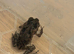 Baby Cane Toads