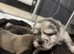 Chow chow puppies