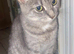 1 male tabby left
