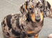 Beautiful Dachshund Puppies