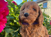 Cocker x poodle puppies