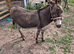 Miniature Mediterranean donkey
