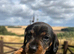 *Gamekeeper bred Wirehaired Dachshund (Teckel) Puppies*