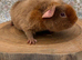 Pure bred teddy pig