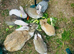 Stunning Continental Giant Rabbits For Sale