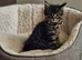 Tinkerbell still looking forever home