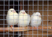 2026 unsexed Border Canaries
