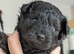 Gorgeous litter of F1 Pomapoo