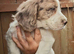 Cocker spaniel