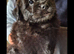 FRENCH BULLDOG X POODLE