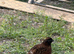 Mixed Colour Bobwhite Quail Hatching Eggs