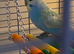 Rainbow budgies
