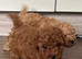 Kc red toy poodle puppies