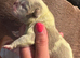 English bulldog puppies