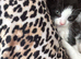 3 Female Cats (FREE)
