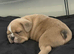 French bulldog puppies