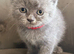 British short haired kittens
