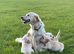 Ready now - kc retreiver puppies