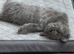 stunning XL full Maine coon kittens