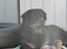 Fluffy Rottweiler pure breed