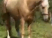 Gentle giant for sale