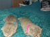 British shorthair kittens