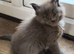 Maine coon pedigree kittens