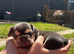 6 French bulldogs puppies KC registered