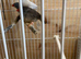 Zebra finch