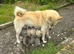 Lovely puppies