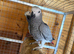 African Grey Young Parrots - Hens