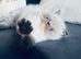 Persian kitten