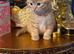 Adorable kittens x with BSH