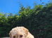 Cavapoochon Puppies