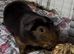 Super cute pair of bonded boars available for adoption
