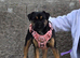 Beautiful 3 Year Old Female Jug Looking For A Loving Home