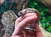 Pink Tongue Skinks at Birmingham Reptiles