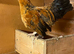 Bantam cockerel