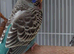 Beautiful turquoise blue baby blackface hen