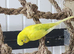 3 little boy budgies