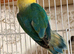Lovebirds pairs and aquas available.