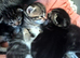 Kittens ready June!
