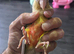 Pineapple conure