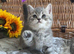 (2 LEFT)BEAUTIFUL TEDDY BEARS (READY FRIDAY)