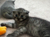 Scottish fold/BSH kittens